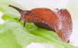 Nacktschnecke auf Salatblatt