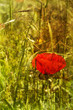 textured poppy print