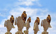 Galapagos Hawks on Santa Fe