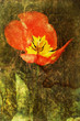 textured tulip