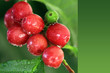 Photo: Kaffeekirschen, Kaffeepflanze, Früchte Kaffeekirschen, Kaffeepflanze, Früchte