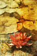 faded water lily