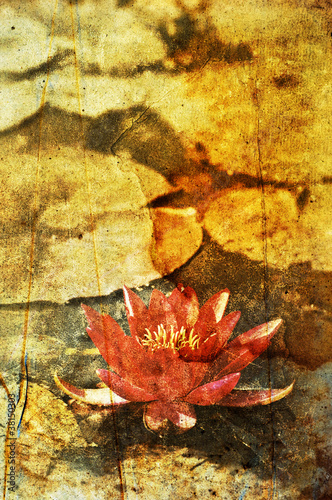 Photo: faded water lily faded water lily
