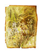 wild flower print