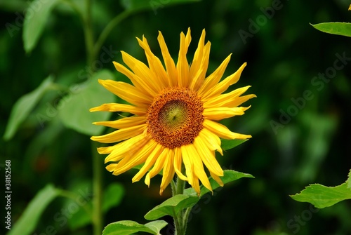 Photo: Sonnenblume Sonnenblume