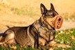 Muzzled Shepherd