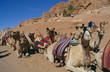 Camels on rest