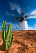 Cactus and traditional windmill Cactus and traditional windmill