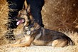 K9 Shepherd