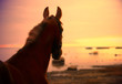 Photo: horse in suinset on the sea horse in suinset on the sea
