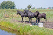 Three black horses in a Dutch meadow