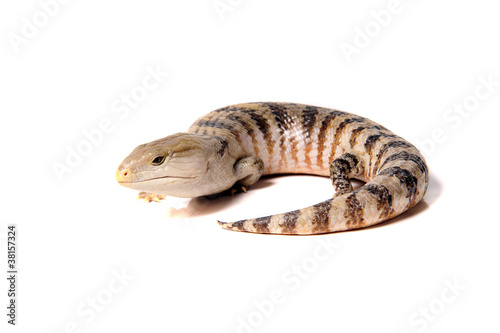 Photo: Echse Lizzard Reptil skink blauzungenskink Echse Lizzard Reptil skink blauzungenskink