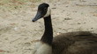Candian goose closeup