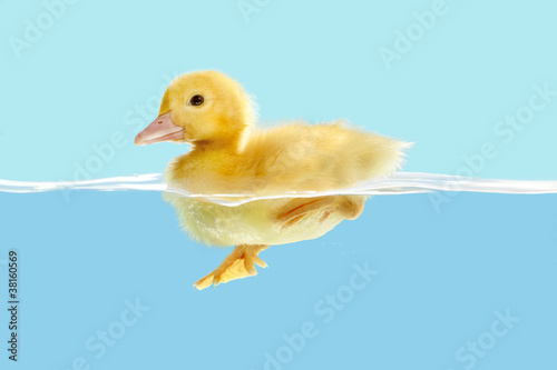 Photo: Duckling first swim Duckling first swim