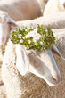 Sheep in spring