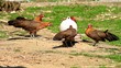 Bauernhof II / Video Full Hd