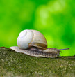 snail snail