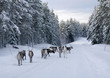 Foto: Reindeer on the road in northern Sweden in winter Reindeer on the road in northern Sweden in winter
