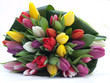 Blumenstrauß farbige Tulpen