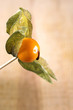 physalis mit schokotropfen