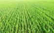 Green shoots of oats and peas