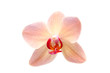 Foto: Rosa Phalaenopsis-Orchidee Rosa Phalaenopsis-Orchidee