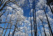 Trees in winter Trees in winter
