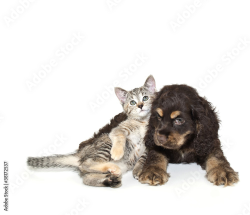 Photo: Very SweetPuppy and Kitten Very SweetPuppy and Kitten