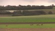 Video: chevreuil à l'aube chevreuil à l'aube