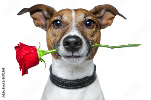 Photo: Dog with red rose Dog with red rose