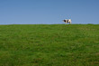 Photo: Single lone milk cow Single lone milk cow