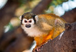 Portrait of a cute squirrel monkey .