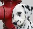 Dalmation Puppy
