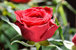 Rote Rose. Grüne Hintergrund