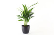 Palme