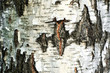 Texture of birch bark (Betula), background