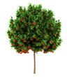 european rowan tree isolated on white background