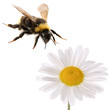 bumblebee and flower