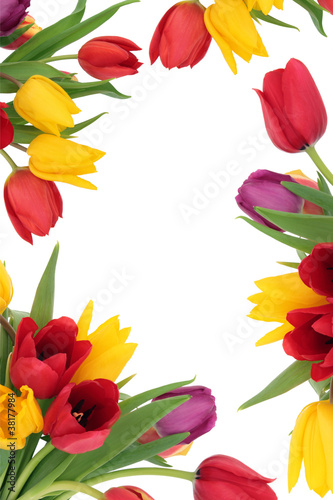Photo: Tulip Flower Border Tulip Flower Border
