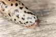 leopard slug, limax maxius leopard slug, limax maxius