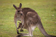 Kangaroo Female with Baby Joey in Pouch