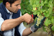 Foto: grape-picker in vineyard with clippers grape-picker in vineyard with clippers