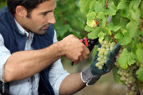 Photo: grape-picker in vineyard with clippers grape-picker in vineyard with clippers