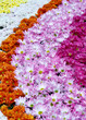 Rows of colorful flowers Rows of colorful flowers