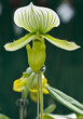 paphiopedilum Maudiae orchid paphiopedilum Maudiae orchid