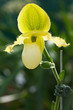 paphiopedilum primulinum var. flavum orchid paphiopedilum primulinum var. flavum orchid