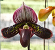paphiopedilum sukhold orchid