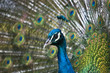 Pfau