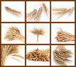 Wheat