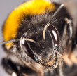 Foto: bumblebee close up bumblebee close up